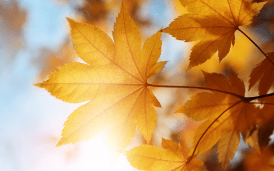10 Favourite Autumn Activities in Gibsons